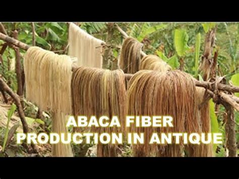 based by abacca|Abaca Fiber: Properties, Manufacturing Process and Uses .